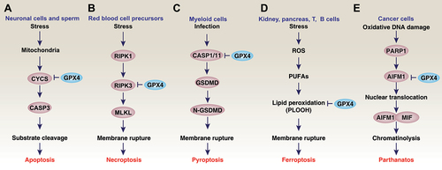 Figure 5. GPX4 and cell death. Regulated cell death mechanisms have been studied in a wide range of oxidative stress models. The overexpression of GPX4 blocks cell death, whereas GPX4 depletion induces cell death in a cell-type and stimulus-dependent manner. For example, GPX4 has been demonstrated to be a negative regulator of apoptosis (A), necroptosis (B), pyroptosis (C), ferroptosis (D), or parthanatos (E).