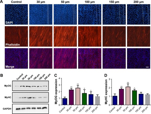 Figure 6 Effects of scaffolds with varying fibrillar gaps on cell differentiation of C2C12 cells.Notes: (A) Cells grown on 3D printed monolayer scaffolds with varying fibrillar gaps for 5 days. Cell nuclei and F-actin were stained with DAPI (blue) and phalloidin (red), respectively. Dotted lines represent two adjacent fibers. Scale bar =100 µm. (B) Expression levels of MyOG and MyHC proteins in C2C12 cells grown on different 3D printed monolayer scaffolds. (C) Expression levels of MyOG gene in C2C12 cells grown on different 3D printed scaffolds. (D) Expression levels of MyHC gene in C2C12 cells grown on different 3D printed scaffolds. *P<0.05, **P<0.005.Abbreviations: 3D, three dimensional; MyHC, myosin heavy chain; MyOG, myogenin; PLGA, poly lactic-co-glycolic acid.