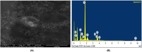 Figure 4. SEM images of AuNPs (a) and EDS spectrum of AuNPs synthesised using L. inermis (b).