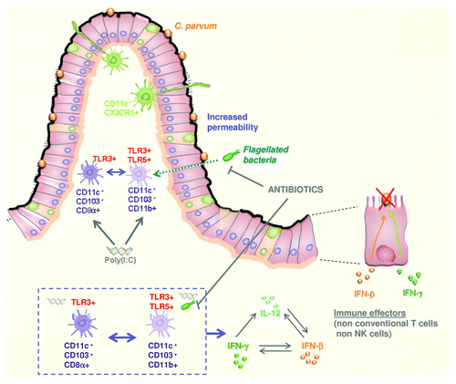 Figure 3. The gut flora is required for the control of intestinal infection by poly(I:C) administration in neonates. After poly(I:C) administration, a rapid reduction in parasite burden was observed and proved to be dependent on TLR3/TRIF signaling and CD11c+ cells. Protection against C. parvum required additional signals provided by the gut flora through TLR5 and MyD88 signaling. This cooperation gave rise to higher levels of expression of type I IFN and IL12p40, and the production of IFNγ, a cytokine that plays a key role in the elimination of infected enterocytes.