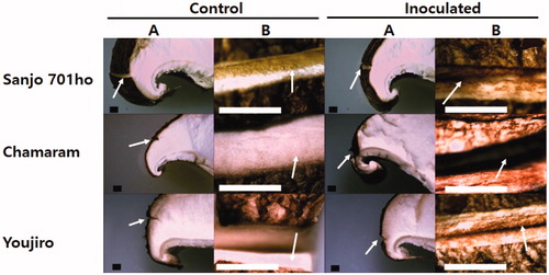 Figure 4. Stereo microscopic images of the Cryptococcus pseudolongus DUCC 4014 inoculated parts on the cap of three different shiitake cultivars. (A) Image of a part of the dissected mushroom cap with a wounded area; (B) Enlarged image in the cut-wounded area with a blade. Arrows in the A column indicate the wounded position on the cap of the mushroom fruit bodies. Arrows in the B column indicate inside of the cut-wounded area with a blade. Inoculation was performed after wounding with a blade cut. A drop of cells (1 × 106 cells/ml) was inoculated onto the wounded area. Scales: 1 mm.