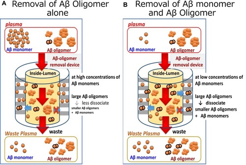 Figure 9 Schematic explanation of the dissociation of larger to smaller Aβ oligomers and Aβ monomers in the hollow fibers (Inside-Lumen) of the device for Aβ oligomer removal. (A) In the case of removing Aβ oligomers alone: high concentrations of Aβ monomers in Inside-Lumen may prevent the dissociation of larger Aβ oligomers into Aβ monomers and smaller Aβ oligomers. (B) In the case of concomitant removal of Aβ oligomers and monomers: low concentrations of Aβ monomers in Inside-Lumen may accelerate the dissociation of larger Aβ oligomers into Aβ monomers and smaller Aβ oligomers. Concentrations of Aβ monomers and small Aβ oligomers increased in the filtrate of the membrane and waste plasma as compared with those seen at the inlet of the device for Aβ oligomer removal.