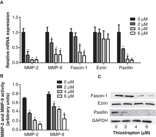 Figure 4. Thiostrepton reduces mRNA and protein expressions of metastatic associated genes in NPC cells. A: Relative MMP-2, MMP-9, fascin-1, ezrin, and paxillin mRNA levels were determined by qRT-PCR. B: An ELISA assay was used to detect protein levels of MMP-2 and MMP-9. C: Fascin-1, ezrin, and paxillin protein levels were determined by Western blot. Experiments were independently repeated three times. *p < 0.05.