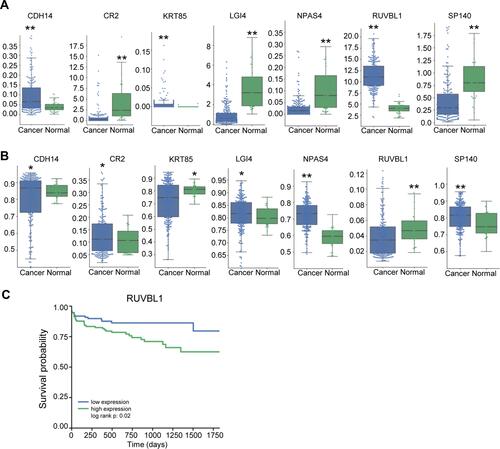 Figure 3 The expression and methylation profiles of the selected genes differ between the colon cancer and normal groups. The boxplots show the expression level (A) and methylation level (B) of the selected genes (CDH4, CR2, KRT85, LG14, NPAS4, RUVBL1 and SP140) in the colon cancer and normal groups. (C) Kaplan–Meier survival curve for the expression of RUVBL1. Data are presented as the mean ± SD. *P<0.05. **P<0.01.
