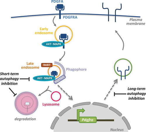Figure 1. A summary of the various aspects of PDGFRA regulation by autophagy. Following receptor endocytosis upon binding to its ligand PDGFA, PDGFRA is trafficked to late endosomes marked by RAB7 where signaling activity can persist. In the absence of autophagy, receptor trafficking to late endosomes is disrupted leading to reduced signaling despite enhanced PDGFRA levels due to inhibited lysosomal degradation. In the long term, disrupted PDGFRA signaling in autophagy-inhibited cells leads to a transcriptional downregulation of PDGFRA resulting in reduced cellular availability of this receptor.