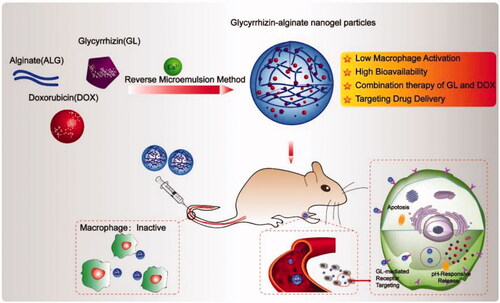 Figure 4. A schematic illustration depicting the generation and use of alginate-based nanogels co-loaded with glycyrrhizin and doxorubicin (DOX/GL-ALG NGPs) for cancer therapy. Reproduced from Wang et al. (Citation2019) with permission from Ivyspring International Publisher.