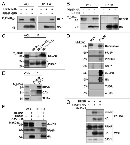 Figure 3. PRNP interacts with BECN1. (A and B) HEK293T cells were cotransfected with PRNP-GFP and BECN1-HA (A) or PRNP-HA and BECN1 (B) for 24 h, after which the cell lysates were subjected to an immunoprecipitation (IP) assay using an anti-HA antibody (bottom). The immunoprecipitates were then analyzed with western blotting using anti-GFP (A) and anti-BECN1 (B) antibodies (top). Whole cell lysates (WCLs) were examined with western blotting as a reference. (C) Tissue lysates prepared from the cortex of 3-mo-old C57BL/6 mice were analyzed with an immunoprecipitation (IP) assay using preimmune serum of rat (control) or anti-BECN1 antibody (#1: From Novus; #2: This study). The immunoprecipitates were examined with immunoblotting using anti-PRNP and anti-BECN1 antibodies. The arrows and asterisks indicate PRNP and non-specific signals, respectively. (D) BECN1 (10 μg) purified from E. coli was separated by SDS-PAGE and transferred to a PVDF membrane. After an overnight incubation with 3% BSA or mouse whole brain lysates, the membrane was subjected to western blot analysis using the indicated antibodies. Bovine serum albumin (BSA; 10 μg) was used as a control. (E) SH-SY5Y cell lysates were prepared and analyzed with an immunoprecipitation (IP) assay using anti-rabbit serum (control) and anti-CAV1 antibody. (F) SH-SY5Y cells were cotransfected with CAV1-HA, PRNP and BECN1for 24 h and the cell lysates were then subjected to a co-IP assay using anti-HA antibodies. The immunoprecipitates were analyzed with western blotting using the indicated antibodies. (G) SH-SY5Y cells were cotransfected with PRNP, BECN1-HA and CAV1 shRNA (shCAV1), as indicated, for 48 h and the cell lysates were then subjected to an immunoprecipitation assay (IP) using anti-HA antibody. The immunoprecipitates were analyzed with western blotting using the indicated antibodies. WCL, whole cell lysate.