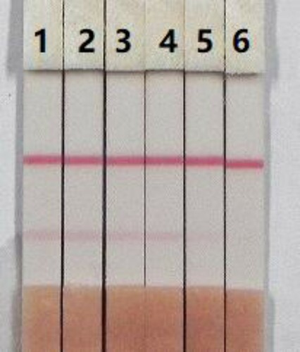 Figure 8. Colloidal gold immunochromatographic for PB in pig urine. PB concentration: 1= 0 ng/mL; 2= 0.25 ng/mL; 3= 0.5 ng/mL; 4= 1 ng/mL; 5= 2.5 ng/mL; and 6= 5 ng/mL.