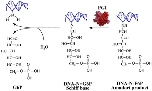 Figure 8. Proposed DNA-N-F6P deglycation mechanism of PGI: Reversal of the early step of the Maillard reaction.