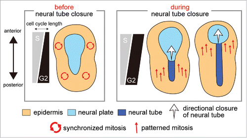 Figure 1. Role of cell cycle compensation in the switch from synchronous to patterned mitosis. The variation of S and G2 phase length along the anterior−posterior axis is schematically shown with the pattern of mitotic wave and morphogenesis, both of which are represented by arrows.