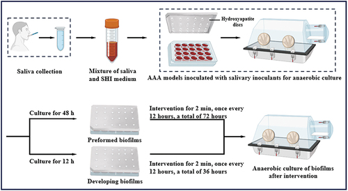 Figure 1. Scheme of the in vitro biofilm model.