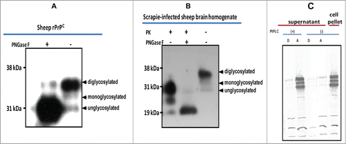 Figure 2. Characterization of baculovirus-expressed PrPC. (A) Cleavage of N-linked glycans from rPrPC by PNGaseF treatment. (B) Cleavage of N-linked glycans from sheep PrP derived from scrapie-infected sheep brain. A molecular weight shift confirms N-linked glycosylation of rPrPC characteristic of mammalian expressed PrPC. (C) GPI anchor assay using PIPLC and Triton X-114 phase partitioning. Cleavage by the enzyme releases the recombinant protein into the medium (supernatant), which upon partitioning was detected in the aqueous (A) phase. No recombinant protein could be detected in the supernatant of non-treated cells. The recombinant protein remained associated with the cell pellet in non-treated cells. Proteins were detected with the monoclonal antibody, mAbP4. PK = proteinase K.