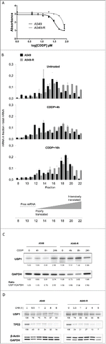 Figure 1. The CDDP-induced translational regulation of USP1 mRNA is lost in the resistant cell line (A) A549 and A549-R cells survival was measure after 48 hours exposure to CDDP using a colorimetric proliferation assay. The IC50 of CDDP determined by non-linear fitting of the absorbance is 30 µM for the A549 cell line and 90 µM for the A549-R cells. Error bars represent standard error of the mean. (B) Cell extracts from CDDP- or vehicle-treated A549 and A549-R cells were separated on a sucrose density gradient and collected into 22 fractions across the gradient. mRNA was isolated from individual fractions 8 to 22 and qPCR was performed using primers specific to USP1 mRNA. The percentage of USP1 mRNA in each fraction was plotted. Error bars represent standard error of the mean. (C) Western blot detection of USP1 protein expression in A549 and A549-R cells treated with CDDP as indicated. GADPH detection is used as a loading control. Band quantification and USP1/GAPDH ratio are shown underneath blots. (D) Western blot detection of USP1 and TP53 proteins in A549 and A549-R cells treated with cycloheximide (CHX) for the time indicated. β-Actin and GAPDH were used as loading controls. Bands were quantified and the percentage of signal relative to untreated conditions are shown underneath blots.