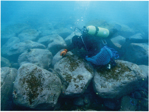Fig. 2. A photograph of sea urchin removal performed by a diver in the southwestern (SW; Kaminokuni) coastal region of Hokkaido.