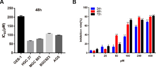 Figure 7 (A) Gentiopicroside displayed a significant growth inhibition in GC cells with IC50 values. (B) Gentiopicroside suppressed HGC-27 cells proliferation significantly under the concentration of 0, 25, 50,100, 200, 400 μM with 24 h, 48 h and 72h incubation, respectively. (*P<0.05, **P<0.01).