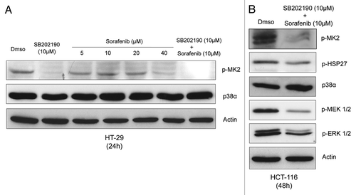 Figure 2. Logarithmically growing HT-29 (A) and HCT-116 (B) cells were cultured for 24h (A) or 48h (B) in the presence of Dmso, SB202190 (10 μM), increasing concentrations of sorafenib (5–40 μM) or a combination of sorafenib (10 μM) and SB202190 (10 μM) (A), or Dmso or a combination of sorafenib (10 μM) and SB202190 (10 μM) (B). Immunoblots were performed with the indicated antibodies.