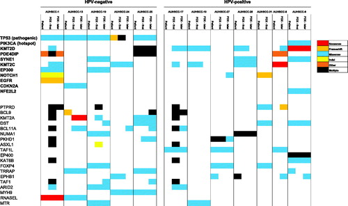 Figure 3. Cancer gene variants in PDX models and original tumors. Only most frequently mutated genes are shown, with most important genes in bold (left). Columns represent individual tumors, primary and PDX of first and a later generation (P2-P4). Colors indicate type of mutation, see legend (right).