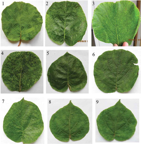 Fig. 1 Symptoms on leaves of A. chinensis infected by ASGV. 1: chlorosis and mosaic on leaves of ASGV-Ac infected kiwifruit vines from Fujian province. 2–9: symptoms on leaves of kiwifruit vines infected by ASGV from Hubei province.