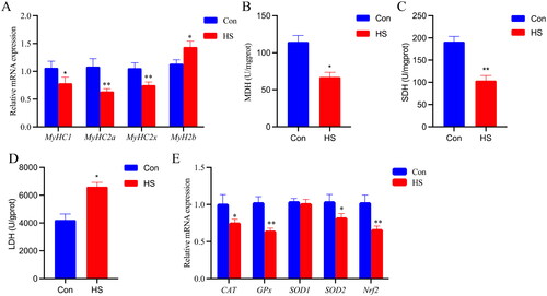 Figure 2. Heat stress affects mRNA expression of muscle fibre type-related genes, as well as MDH, SDH, and LDH activities of the longissimus dorsi muscle in Hu sheep. (A) Effect of heat stress on mRNA expression of MyHCs of the longissimus dorsi muscle in Hu sheep. (B–D) Effect of heat stress on energy metabolism enzyme activity of the longissimus dorsi muscle in Hu sheep. (E) Effect of heat stress on mRNA expression of antioxidant related genes of the longissimus dorsi muscle in Hu sheep. The data represent the mean ± SEM (n = 7). * the mean difference was significant (p < 0.05) and ** mean difference were extremely significant (p < 0.01), compared with control group Hu sheep. Con: control group Hu sheep; HS: heat-stressed Hu sheep.