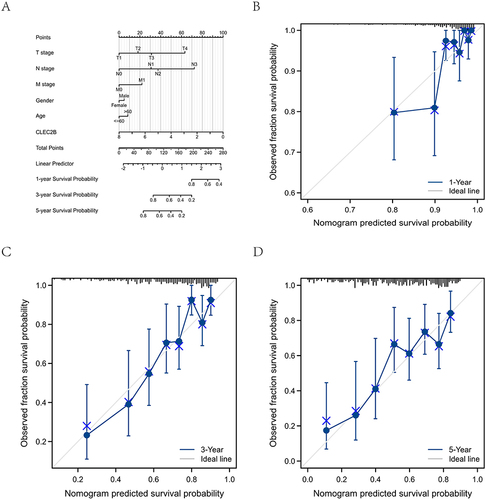 Figure 6 A nomogram and calibration curves for the prediction of one-, three-, and five-year overall survival rates of patients with melanoma. (A) A nomogram for the prediction of the one-, three-, and five-year overall survival rates of patients with melanoma. (B–D) Calibration curves of the nomogram prediction of one-, three-, and five-year overall survival rates of patients with melanoma.