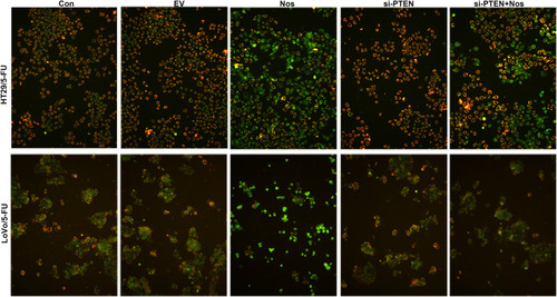 Figure 3 MMP in HT29/5-FU and LoVo/5-FU cells was determined using JC-1. The fluorescence level was determined immediately using a fluorescence microscope (magnification, 200×).