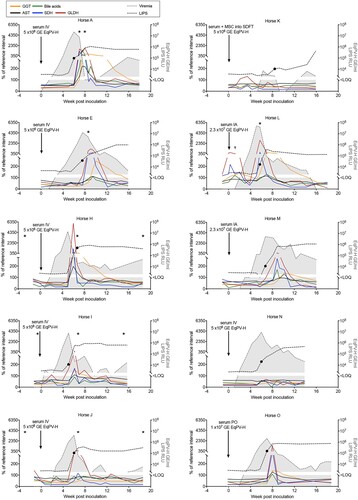 Figure 2. Serum biochemical, serologic, and virologic profiles of 10 horses experimentally infected with EqPV-H. Inoculation routes and doses varied and are indicated on each panel. *Times when liver biopsies were obtained. •First seropositive sample (positive cut-off 104 RLU). tHorse L was Equine hepacivirus (EqHV) negative when screened before inclusion in the study, however, she was naturally infected during the study and was found to be EqHV serum qPCR positive starting week −1 of IA EqPV-H+ serum inoculation. This was cleared by week 3, which was associated with a rise in liver enzymes, as is typical with EqHV infection. Liver markers were normalized to the maximum of the reference interval. Reference intervals: AST, 222–489 U/L; SDH, 1–6 U/L; GLDH, 2–10 U/L; GGT, 8–33 U/L; Bile acids, 2–10 μmol/L. GE, genome equivalents; EqPV-H, equine parvovirus-hepatitis; LOQ, limit of quantitation of PCR; RLU, relative light units for LIPS serology.