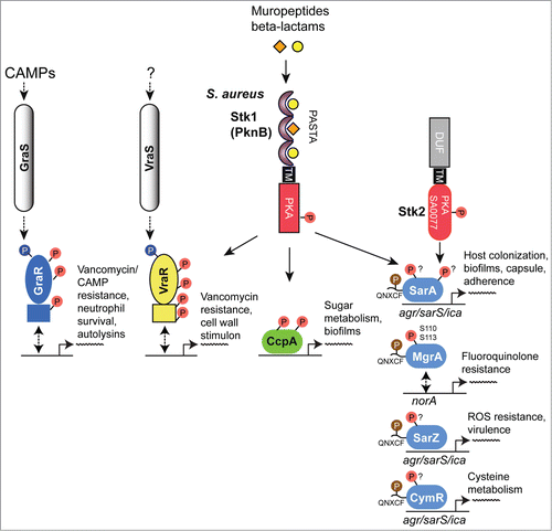 Figure 4. Overview of eSTK control of transcription in S. aureus. Schematic diagram showing the signaling pathways involved in eSTK control of S. aureus regulatory factors mentioned in this text. Phosphorylation is denoted by the circle with a “P.” Red circles indicate serine or threonine phosphorylation, brown cysteine phosphorylation and blue aspartate phosphorylation. Virulence and other traits that the regulators control are also described, as are regulated operons (if known). The TCS regulators GraR and VraR are phosphorylated by Stk1, as are the OCS regulators CcpA, MgrA and SarA. MgrA is phosphorylated by Stk1 on residues Ser110 and Ser113, and homologous sites yet to be verified experimentally are found in SarA and SarZ (see Fig. 5). However, aside from being phosphorylated by Stk1, SarA is also phosphorylated by the SA0077 (Stk2) kinase on threonine residues. Stk2 is only present in some S aureus strains harboring methicillin resistance. The question mark labels indicate that the exact site(s) of phosphorylation has not been identified. TM, transmembrane region.