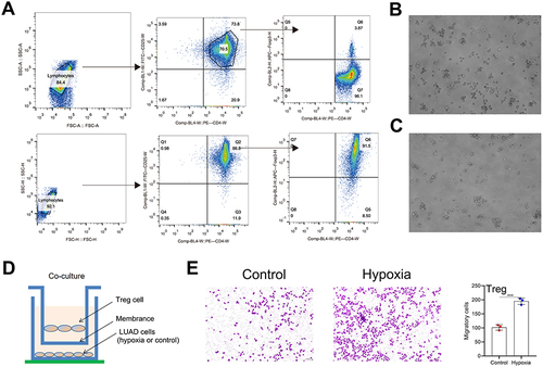 Figure 9 Isolation and identification of Treg cells.