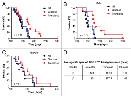 Figure 1. Trehalose treatment prolongs the life span of mutant SOD1 transgenic mice. (A) SOD1G86R transgenic mice were intraperitoneally injected with 2 g/Kg of trehalose (n = 17), 2 g/Kg of glucose (n = 15) or an equivalent volume of PBS (untreated, n = 15) starting at 35 d of age. The compounds were also permanently provided in a concentration of 3% in the drinking water (free consumption). Mouse survival was monitored over time. Animals presented in (A) were divided into groups of male (B) and female (C) mice. Total group numbers for male mice: trehalose (n = 9), glucose (n = 7) and untreated (n = 8). Females: trehalose (n = 8), glucose (n = 8) and untreated (n = 7). (D) Average life span of animals treated with trehalose, glucose or PBS injected is presented. Survival curves were estimated by Kaplan-Meier statistic analysis. In (A–C), the p value was calculated with log-rank test (Mantel-Cox) to compare trehalose with PBS treated animals.