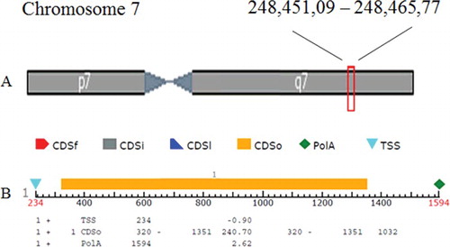 Figure 2. Location of predicted OsSOT9 gene (A) and its structure analysis (B).