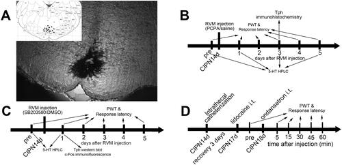 Figure 1 RVM microinjection sites and schematic illustration of the experimental protocol. (A) Carbon black ink indicates the microinjection site in the RVM. Triangles indicate the microinjection sites in the inset figure. (B) Rats received RVM injection of PCPA or saline. (C) Rats received RVM injection of SB203580 or DMSO. (D) Rats received intrathecal injection of ondansetron.