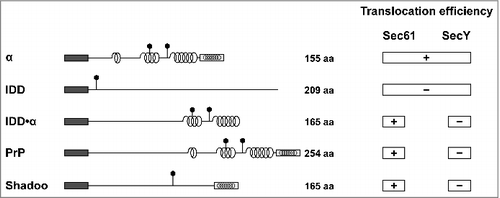 Figure 3. Selective impairment of the SecY complex to translocate secretory proteins with extended intrinsically disordered domains (IDDs) The scheme summarizes the translocation efficiency of different model substrates and natural occurring proteins, such as PrP and shadoo, into the ER of mammalian and yeast cells (Sec61) or the periplasm of E. coli (SecY). Dark rectangle: signal peptide; α-helical structure is indicated by helices, intrinsically disorder by a straight line; polygons represent N-linked glycosylation acceptor site; white rectangle: GPI anchor signal sequence. Please note that GPI signal peptides are predicted to adopt an alpha-helical structure.