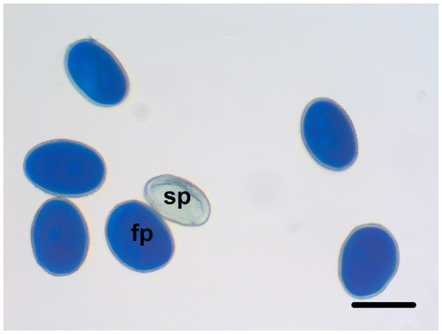 Figure 4. (Color online) Fertile and sterile pollen grains of Fritillaria stribrnyi stained with lactophenol-aniline blue solution (fp, fertile pollen; sp, sterile pollen). Scale bar = 50 μm.