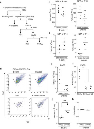 Figure 1. GW4869 inhibition of SMPDs differentially affects EV populations (a) Scheme of EV purification from cell culture supernatant (SN) and respective pellets (P) further studied. (b) NTA measured concentrations of P100-EVs and (c) of P14-EVs. Cells were treated for 16 hours with DMSO or 5 µM GW4869 in EV-free DMEM. Each data point is based on samples analyzed in triplicates from mouse L-cells (left chart) and SKBR3 (right chart). (d) SKBR3-EVs in P14 from DMSO or 5 µM GW4869 cells (upper panels) were measured for 30 seconds by flow cytometry. Purified P14-EVs from SKBR3 cells were used to set the SSC and FSC gates. PBS and EV-free DMEM served as controls (lower panels) (e) Quantification of EVs from SN1.5 compared to SN14 and (f) normal, EV-free DMEM and PBS analyzed for 30 seconds by flow cytometry. (g) Quantification from (d) of EVs normalized to DMSO and (h) cell viability of cells from d. Significance level: *** < 0.001, ** <0.01, * < 0.05. All experiments were performed at least in biological triplicates.