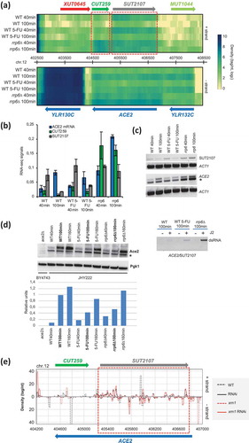 Figure 8. Sense/antisense RNA and protein expression data for ACE2/SUT2107/CUT259. (A) A genomic expression heatmap for the region containing ACE2/SUT2107/CUT259 is shown like in Figure 7B. (B) A bar diagram shows quantified RNA-Sequencing expression signals for ACE2, CUT259 and SUT2107 as in Figure 7D. (C) An RT-PCR assay is shown for ACE2 and SUT2107 like in Figure 7E. A non-specific band in marked with an asterisk. ACT1 was used as a loading control. (D) A Western blot assay is shown for Ace2 like in Figure 5B. A non-specific band is marked with an asterisk. Pgk1 was used as a loading control. Samples are given at the bottom and at the top. Band intensities are shown in a histogram where samples (x-axis) are plotted against relative intensity units (y-axis). (E) A color-coded graph plots the 19–23 base small RNA read densities (tag/nucleotide, y-axis) against top (+) and bottom (-) strands of the genome (y-axis) like in Figure 7F. (F) An immunoprecipitation (IP) assay is shown using the dsRNA specific J2 antibody for the s/a pair given at the bottom. RNA samples harvested 100 minutes after release into fresh medium from wild type (WT), drug-treated (5-FU) and mutant (rrp6∆) cells were assayed in the presence (+) or absence (-) of J2 antibody as shown at the top. A PCR product revealing precipitated RNA is marked to the right (dsRNA).