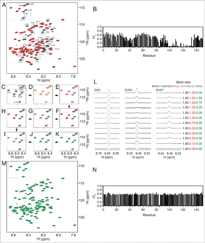 Figure 3. Interaction of BECN1(1–150)[4CS]Y and BCL2L1ΔC25. (A) Superimposed full 1H-15N HSQC spectra of BECN1(1–150)[4CS]Y in the absence (black) and presence of BCL2L1ΔC25 (red). Molar ratio of BECN1(1–150)[4CS]Y:BCL2L1ΔC25 is 1.00:1.32. Cyan circles indicate resonances that shift upon binding. (B) Ratio of peak intensities of BECN1(1–150)[4CS]Y in the presence of BCL2L1ΔC25 (molar ratio 1.00:1.32) to those in the absence of BCL2L1ΔC25 plotted against the sequence of BECN1(1–150)[4CS]Y. The most significant loss of backbone amide intensities is located within or adjacent to the BH3 domain indicating those residues are most important in the binding with BCL2L1ΔC25. Sequence positions of proline residues are indicated with circles on the X-axis. (C) Partial 1H-15N HSQC spectrum of BECN1(1–150)[4CS]Y showing just the region of glycine residues (corresponding to the boxed region in [A]). (D to H) Superimposition of spectrum in region B (black) with the same region of the spectrum for BECN1(1–150)[4CS]Y in the presence of BCL2L1ΔC25 (colored) at a BECN1(1–150)[4CS]Y:BCL2L1ΔC25 molar ratio of (D) 1.00:0.26, (E) 1.00:0.53, (F) 1.00:0.79, (G) 1.00:1.06, (H) 1.00:1.32. (I to K) Similar to (D to H) but after BCL2L11(BH3) was added to the (BECN1(1–150)[4CS]Y-BCL2L1ΔC25 complex mixture shown in (H). Molar ratios of BECN1(1–150)[4CS]Y:BCL2L1ΔC25:BCL2L11(BH3) are (I) 1.00:1.32:0.75, (J) 1.00:1.32:1.50, (K) 1.00:1.32:3.00. (L) One-dimensional traces from 1H-15N HSQC spectra recorded over the entire course of the titration highlights changes of peak intensities for G55 (not affected by binding with BCL2L1ΔC25) and G101 (which is significantly affected) along with an adjacent peak (annotated as G101') that appeared/disappeared in the presence of BCL2L1ΔC25 and/or BCL2L11(BH3). (M) Superimposed full 1H-15N HSQC spectra of BECN1(1–150)[4CS]Y in the absence (black) and presence of BCL2L1ΔC25 and BCL2L11(BH3) peptide (green). Molar ratio of BECN1(1–150)[4CS]Y:BCL2L1ΔC25:BCL2L11(BH3) is 1.00:1.32:3.00. (N) Ratio of peak intensities of BECN1(1–150)[4CS]Y in the presence (molar ratio 1.00:1.32:3.00) and absence of BCL2L1ΔC25 and BCL2L11(BH3). Peaks of BECN1(1–150)[4CS]Y that were lost due to binding to BCL2L1ΔC25 (see panel B) were completely restored when BCL2L11(BH3) is added and in excess. The overall reduction of peak intensity is due to dilution. Sequence positions of proline residues are indicated with circles on the X-axis.