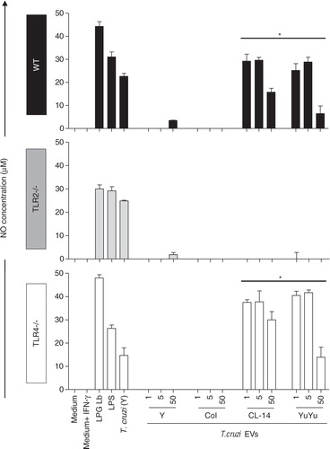 Fig. 6.  Nitric oxide (NO) production by murine macrophages stimulated by EVs from CL-14 and YuYu strains is dependent on TLR2. Murine macrophages (C57BL/6, TLR2 − /− and TLR4 − /−) were stimulated with different concentrations of T. cruzi EVs (1, 5 and 50 µg). Cells were pre-incubated with IFN-γ (100 U/mL) for 18 h prior to addition of EVs or LPS, LPG and live parasites MOI 10:1 (positive controls). Negative controls included medium and medium + INF-γ. LPG Lb, L. braziliensis LPG; LPS, lipopolysaccharide (LPS) from E. coli; T. cruzi (Y), live parasites of T. cruzi (Y strain). Bars express the mean value±SD of 2 separate studies (*p < 0.05).