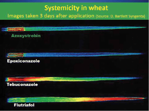 Fig. 2. (Colour online) Study of foliar fungicide movement in the cereal leaf three days after application to the base of the cereal leaf (Poole Citation2009 – FAR).