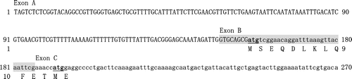 Fig. 2. Sequences of exons A and B of the silkworm (B. mori) DDCv cDNA.