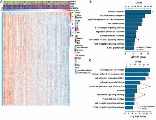 Figure 4. CMS-related biological pathways. (a) the most related genes of TNF family-based signature in patients with LUAD (Pearson |R| > 0.45, P < .0001). (b and c) GO and KEGG analyses of the related genes.