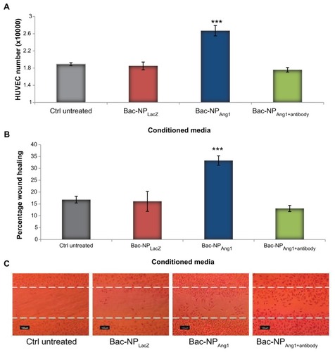 Figure 3 (A) Proliferation of HUVECs grown in the presence of cardiomyocytes from Bac-NPLacZ, Bac-NPAng1, and nontreated control human adipose tissue-derived stem cells. In another group, cardiomyocytes from human adipose tissue-derived stem cells transduced with Bac-NPAng1 were pretreated with antibodies against angiopoietin-1 (1 μg/mL). Initial seeding density was 2 × 104 cells/well. Proliferation was measured by a colorimetric assay after 96 hours of growth. Mean ± standard deviation from three experiments are shown. (B) Human angiopoietin-1 induces migration of endothelial cells in a wound healing assay. HUVEC monolayer was wounded with cell scraper and treated with cardiomyocytes from human adipose tissue-derived stem cells transduced with Bac-NPLacZ and Bac-NPAng1. As another group, cardiomyocytes from Bac-NPAng1 were previously treated with an excess of neutralizing anti-human angiopoietin-1 antibodies (1 μg/mL) before performing the wound healing assay. Cardiomyocytes from untreated/nontransduced cells were used as the control group. (C) HUVECs were photographed (200×) after 24 hours treatment and percentage of scratched area (which was initially free of cells, marked by the white dotted border line) covered by the migrated cells was analyzed using ImageJ 1.41 software (National Institutes of Health, Bethesda, MA) as presented in (B).Notes: Mean ± standard deviation from three independent experiments is shown. One-way analysis of variance: statistically significant differences between groups compared to unstimulated control are indicated as ***P < 0.001.Abbreviations: Bac-NPAng1, angiopoietin-1-carrying baculovirus-nanoparticle complex; Bac-NPLacZ, LacZ-carrying baculovirus-nanoparticle complex; ctrl, control; HUVEC, human umbilical vein endothelial cell.