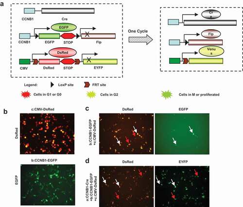 Figure 2. Construct strategy of multi-fluorescent sensors and expression in vitro. Construct strategy of the three fluorescent sensors of cell cycle progress was designed as diagram. The constructs were transfected into HEK293 cells to confirm the function of expression. (a), Cyclin B1 promoter drove cre recombinase initiates the cascade reaction of the fluorescent sensors. Cyclin B1 promoter drove cyclin B1 fused EGFP with double loxP sites and Flp is a key plasmid to show proliferating cells. CMV promoter drove DsRed and EYFP fragment with double Frt sites is indicating the proliferated cell transition from red to yellow fluorescence. Cotransfected of triple plasmids would be possible to recognize the cell population with variety fluorescence. (b), CMV-DsRed–EYFP and Cyclin B1-EGFP-Flp plasmids were transfected into HEK293 cells respectively. (c), CMV-DsRed-EYFP and Cyclin B1-EGFP-Flp plasmids were cotransfected into HEK293 cells together showing G1 phase cells (red arrows) and G2 phase cells (white arrows). (d), Cyclin B1-cre, CMV-DsRed-EYFP and Cyclin B1-EGFP-Flp plasmids were cotransfected into HEK293 cells together showing the cells passed one cell cycle (red arrows) and the cells in the first cell cycle (white arrows).