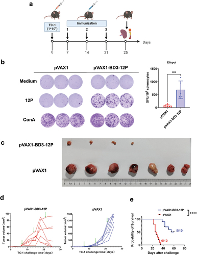 Figure 6. pVAX1-BD3-12P mitigates or even eradicates tumor growth in the TC-1 mouse model. (a) Experimental design. Mice (n = 7 per group) received subcutaneous injections of TC-1 tumor cells (1 × 10Citation5 cells per mouse). Mice harboring TC-1 tumors were immunized intradermally with 80 μg of pVAX1-BD3-12P on days 7, 14, and 21. (b) Evaluation of vaccine-induced T-cell immune response through ELISPOT, SFU denotes spot-forming units. Data are presented as mean ± standard deviation, and statistical significance was determined by unpaired two-tailed t-tests (**P< .01). (c) Representative images of tumor groups. (d) Kinetics of tumor growth. The green arrows indicate the time point at which the vaccine was injected. (e) Survival curve analysis of mice challenged with TC-1 tumor cells using the same immunization regimen and dosage as in figure a (n = 10 per group). Survival was analyzed using log-rank (Mantel-Cox) tests (****P < .0001).