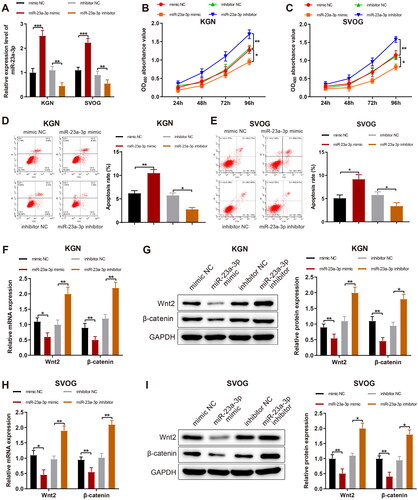 Figure 2. MiR-23a-3p causes repressed proliferation and accelerated apoptosis of GCs. Notes: MiR-23a-3p was overexpressed or silenced in KGN and SVOG cells. (A): RT-qPCR to measure the transfection efficiency; (B and C) MTT assay to assess cell viability; (D–E) FCM to determine the apoptotic rate of cells; (F–I) RT-qPCR and western blotting to test the mRNA and protein expression of Wnt2 and β-catenin in cells. Data were presented as mean ± standard deviation. *p < 0.05, **p < 0.01, ***p < 0.001. miR, microRNA; NC, negative control; GC, granular cells; RT-qPCR, reverse transcription-quantitative polymerase chain reaction; MTT, methyl thiazolyl tetrazolium; FCM, flow cytometry; mRNA, message RNA; Wnt2, wingless-type MMTV integration site family, member 2.