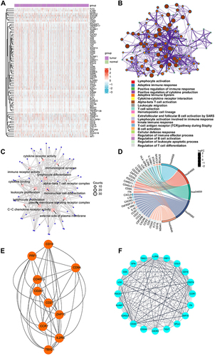 Figure 3 Functional annotations of metastasis-related immune genes. (A) The expression levels of 76 genes in The Cancer Genome Atlas-Breast Cancer datasets. Red indicated up-regulated genes; blue indicated down-regulated genes. (B) Metascape website analysis. Nodes with the same cluster ID were typically close to each other, and the same color indicated the same cluster ID. (C) The top twelve Gene Ontology functional analysis results. (D) The top five Kyoto Encyclopedia of Genes and Genomes analysis results. (E and F) Identification of subnet modules from the protein protein interaction network with the Cytohubba and MCODE (MCODE score = 16.316) algorithm.