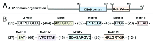 Figure 1. Schematic representation of the OsABP (LOC_Os06 g33520) domain organization (A) and the presence of the nine conserved motifs in the DEAD-box helicase family (B). The numbers within brackets represent the amino acids present between the motifs.