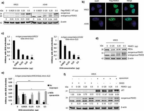 Figure 2. Exogenous PSME3 overexpression decreases antigen presentation. (a) MRC5 and A549 were transfected with a construct expressing PSME3 WT from 0.0625 to 0.5 µg or a corresponding empty construct for 48 h. PSME3 protein levels were examined by Western blotting using β-actin as a loading control. Protein levels are indicated below each gel. (b) MRC5 and A549 were transfected with a construct expressing Flag-PSME3 WT (0.25 µg). The Flag tag was stained with Alexa Fluor 488, and the nuclei were stained with DAPI. Cells were analyzed by confocal microscopy. As expected, exogenous transfected PSME3 WT localized in the nuclei. (c) MRC5 cells (left panel) and A549 cells (right panel). The cells were incubated with the SL8-specific CD8+T cell hybridoma (B3Z) for 16 h. The data show the average of at least three independent experiments ± SD minus the values from mock-transfected cells. All cells were transfected with increasing amounts (from 0 to 0.5 μg) of Glob-intron-SL8 construct with a final total concentration of 1 µg of plasmids in each cell lines. (d) MRC5 cells were transfected with a PSME3 WT construct for 48 h. The increase in PSME3 protein expression had no effect on the expression of REGα protein. (e) MRC5 cells were transfected with increasing amounts (from 0 to 0.5 μg) of Flag-PSME3 construct for 48 h. At 36 h post-transfection, the cells were then treated overnight with epoxomicin (300 nM). Next, the cells were incubated with the B3Z T cell hybridoma for 16 h. The data show the average of at least three independent experiments ± SD. *** p <.001, * p <.05 (unpaired t-test). (f) Western blot analysis and quantification (relative to the housekeeping protein β-actin) of p21 expression in MRC5 cells treated overnight with epoxomicin at 300 nM. Protein levels are indicated below each gel. As expected, p21 protein levels increased after 12 h of epoxomicin treatment, even though the treated cells overexpressed the exogenous regulator PSME3.