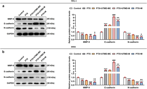 Figure 7. The effect of UTMD-mediated miR-144-5p overexpression on the miR-144-5p expression, proliferation, and invasion of PTX-induced TPC-1 and IHH4 cells was stronger than liposome-mediated miR-144-5p overexpression.