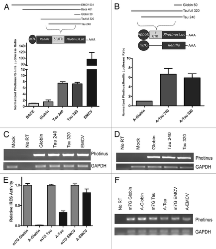 Figure 1. The tau IRES is restricted to 240 nucleotides and contributes to total translation levels. (A) A dicistronic RNA transfection was done in SK-N-SH neuroblastoma cells for 4 hrs. The BACE 1 5′ leader, β-globin 5′ leader, 240 nucleotide tau, 320 nucleotide tau and EMCV 5′ leaders were inserted upstream of the Photinus luciferase gene and tested for IRES activity. IRES activity is reported as a ratio of Photinus luciferase/Renilla luciferase. The P/R ratio for the negative control BACE 1 was normalized to 1 (n=5). (B) An A-capped monocistronic RNA containing the β-globin 5′ leader, 240 nucleotide tau, or 320 nucleotide tau was transfected along with an m7G-capped Renilla luciferase gene to control for transfection efficiency. The P/R ratio for β-globin was normalized to 1 and the P/R ratios for tau were normalized accordingly (n=4). (C,D,F) Semi-quantitative PCR of transfected RNAs amplified with gene specific primers to Photinus luciferase or GAPDH. (E) A-capped and m7G capped monocistronic RNAs were transfected separately into SK-N-SH cells along with a co-transfected m7G capped Renilla luciferase. The P/R ratios for the m7G capped mRNAs were normalized to 1. The P/R ratios of the A-capped messages were then normalized to the m7G counterpart to obtain a relative amount of IRES activity (n=4). All transfections were performed in triplicate and the average ± SEM is plotted in all cases.