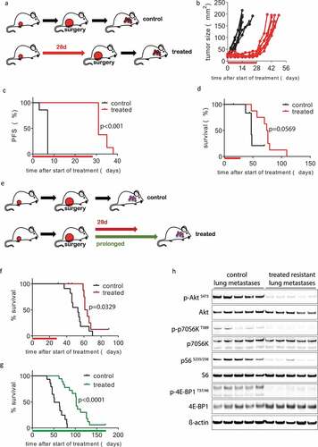 Figure 2. Inhibition of mTOR in vivo blocks KEP tumor growth and delays metastatic disease. (a–d) 28-day neoadjuvant treatment. (a) Schematic overview of experimental setup. Tissue fragments (1 mm3) of a mILC from a KEP donor mouse were orthotopically transplanted in recipient mice. When tumors reached a diameter of 5 mm, a 28-day treatment with daily oral AZD8055 (20 mg/kg, red arrow) or vehicle control solution (black arrow) was initiated. Tumors were surgically removed when they reached a diameter of 15 mm and mice were monitored until terminal metastatic disease developed. (b) Individual tumor growth curves in AZD8055-treated mice (red curves, n = 8) and control mice (black curves, n = 7). (c) Kaplan-Meier plot depicting progression-free survival (PFS) of AZD8055-treated mice (red curve) and control mice (black curve), with progression defined as a doubling in tumor size in mm2 (caliper measurement in two perpendicular directions) from the start of treatment (time point zero). D, Kaplan-Meier plot depicting metastasis-specific survival in AZD8055-treated mice (red curve) and control mice (black curve). Time point zero indicates start of treatment (tumor size 5 mm) in all graphs. E-H, 28-day and prolonged adjuvant treatment. E, schematic overview of experimental setup. Mice were transplanted orthotopically with a 1 mm3 fragment of a mILC from a KEP donor mouse. Tumors were surgically removed when they reached a diameter of 15 mm. After surgery, mice received treatment with daily oral vehicle control solution (black arrow) or 20 mg/kg AZD8055 (20 mg/kg) for 28 days (red arrow) or until they met one of the predefined endpoints: clinically overt metastatic disease or large locally recurrent tumors (green arrow). F, Kaplan-Meier plot depicting metastasis-specific survival of AZD8055-treated mice (red curve, n = 11) and control mice (black curve, n = 11) after 28-day adjuvant treatment (p = .0329). Time point zero indicates start of treatment (tumor size 5 mm). G, Kaplan-Meier plot depicting metastasis-specific survival in AZD8055-treated mice (green curve, n = 18) and control mice (black curve, n = 15) subjected to prolonged adjuvant treatment (p < .0001). Time point zero indicates start of treatment (tumor size 5 mm). End points due to locally recurrent tumors were censored, as well as the sacrifice of one mouse that survived for more than 150 days. H, immunoblot for mTOR signaling markers in lung metastases from AZD8055-treated and control mice from the prolonged adjuvant treatment study. Lung metastases were dissected from 5 AZD8055-treated mice and 5 control mice at the endpoint of the experiment (terminal metastatic disease with dyspnea)